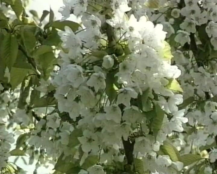 90s Vintage Taboo: Schlampe hämmert schwanz tief # 2