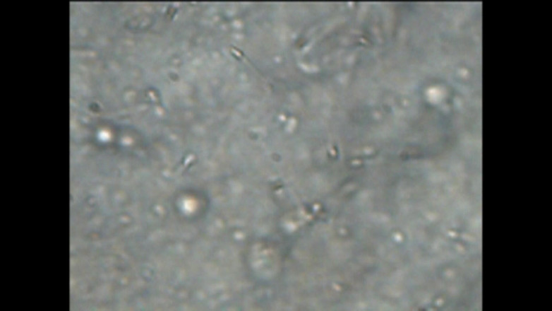 Mark Hannes: Światło ciała pieprzyć masturbację i spermę pod lupą