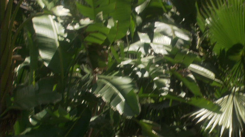 Tight little babes: Remaja cantik dijilat dan dikongkek dalam hutan
