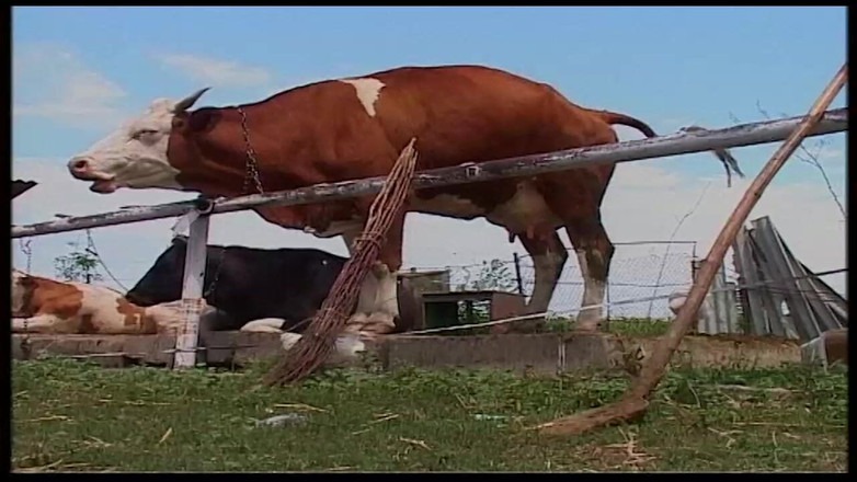 Vintage Movies XXX Best of: 复古金发熟女在谷仓和户外被干