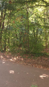 I Sucked a Stranger’s Big Cock in the Park Risky Outdoor Sex