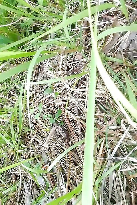 Gangbang straight: Piss Omaggio ad Anjali Arora nella giungla