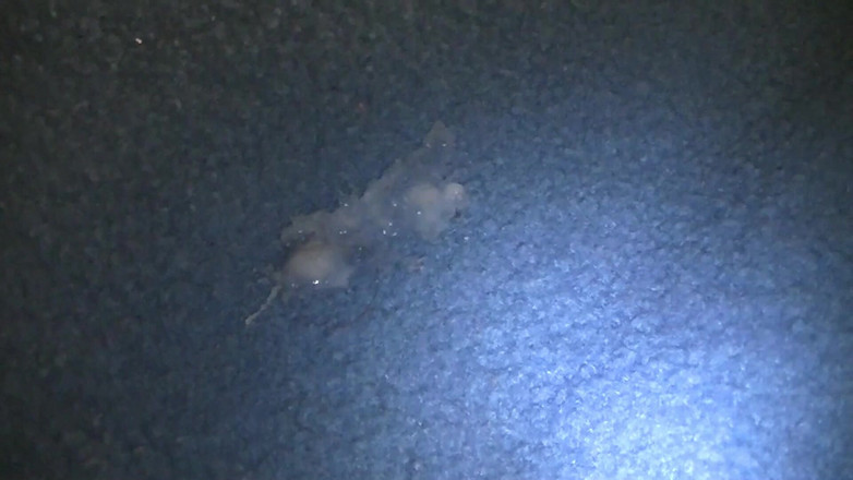 Mark Hannes: Mavi halıda çıplak kambur mastürbasyonu