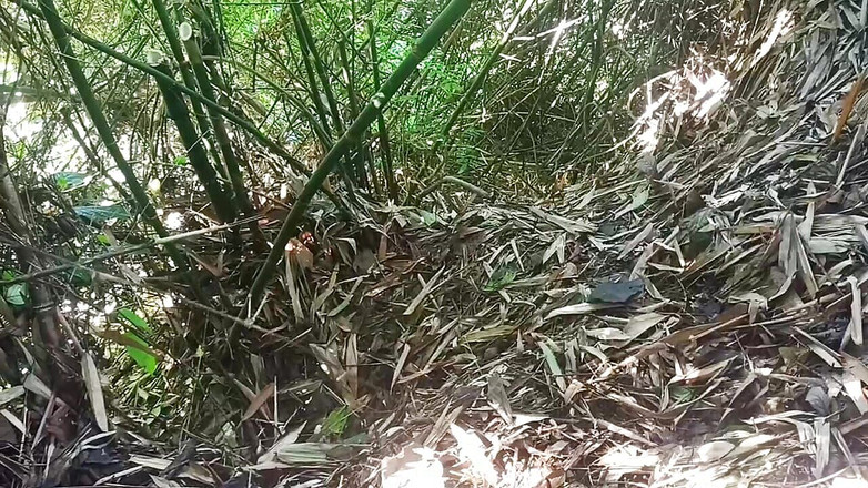 Sondal: Làm việc trong rừng tiết kiệm thêm mẹo