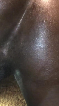 Black Booty Wants BBC
