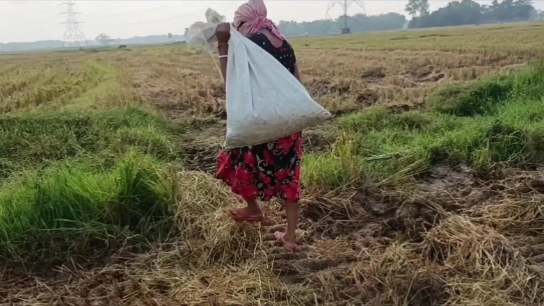 my house: Pee of the Village in Outdoor Field of Paddy Cutting...
