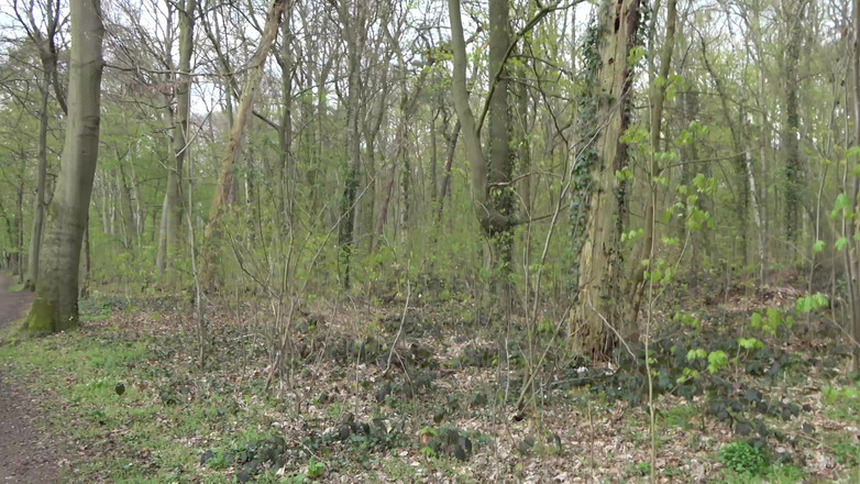 German Amateur Desire - ORRANGE MEDIA: Pizdă futută în supunere