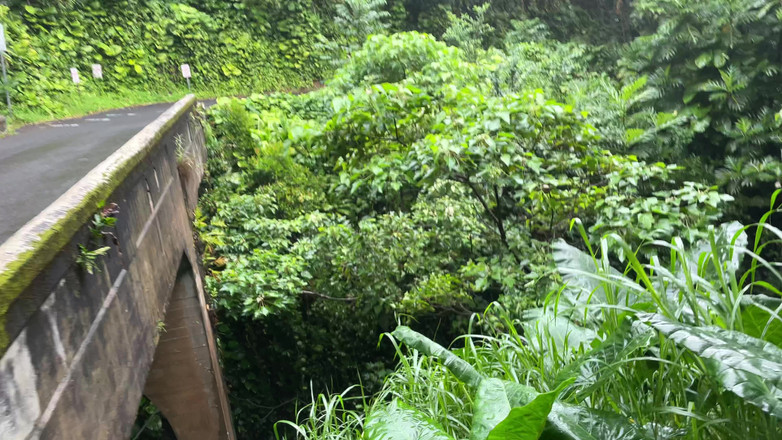 Dante Colle: Sání ptáka v deštném pralese