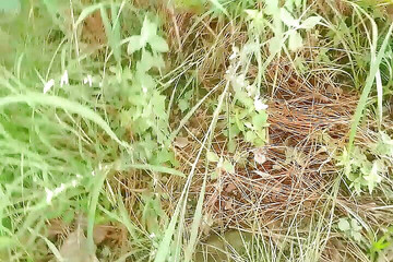 Gangbang straight: Ejaculare cu pișat de la Runner în junglă