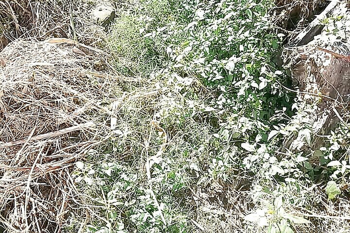 Gangbang straight: Meando grande