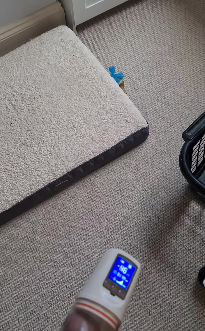 Amadeus: Pompa dell'ora di pranzo