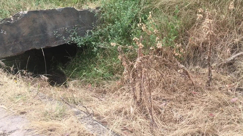 Manlyfoot: Werribee gorge'de muhteşem manzara - echidna ayak parmaklarının tadına bakarken karınca...