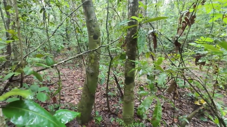 RealThaiSolo: Thai Girl Walks and Brags About Picking Mushrooms Anyway, Peeing...