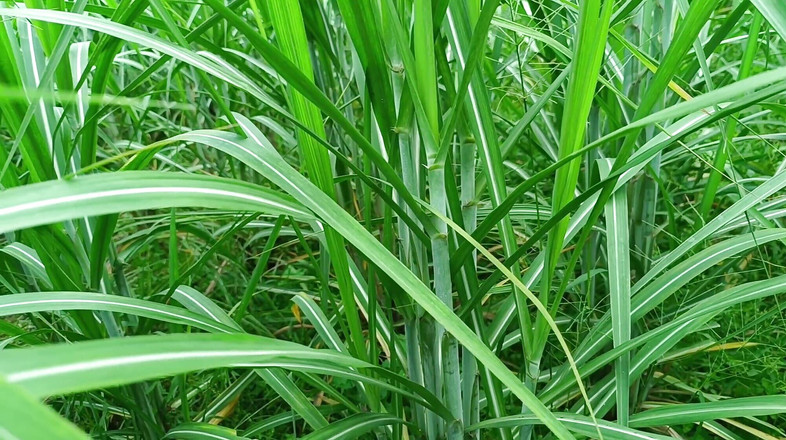 Asha Devi: Горячая сводная сестра не возражает против делиться своим бойфрендом со своей сводной сестрой