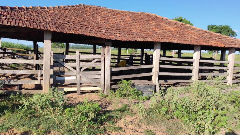 MARCIO BAIANO: I Went to Visit My Farm and Ended up Having...