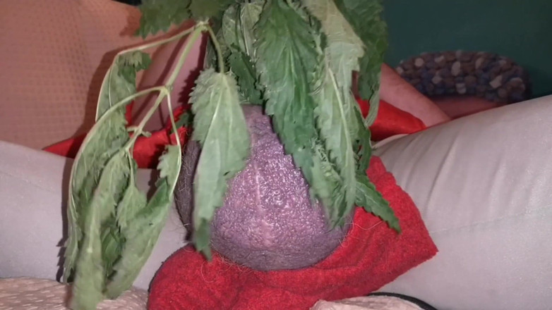 Monster_Meat_: Nettles drive me nuts and make my cock hard!
