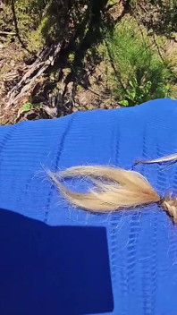 Curvă blondă tractată și futută în pădure!