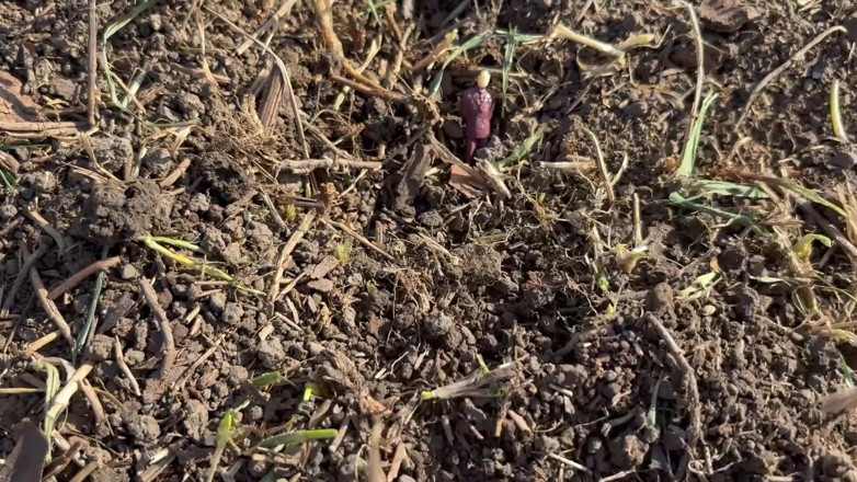 AmayaMori: Giantess Gardening Gone Wild She Plants a Tiny Man
