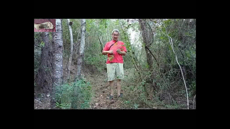 Casal Gresopio films: A nella Foresta 1