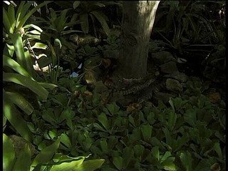 Lucky Cooch: La ragazza ebano si diverte in piscina con il suo...