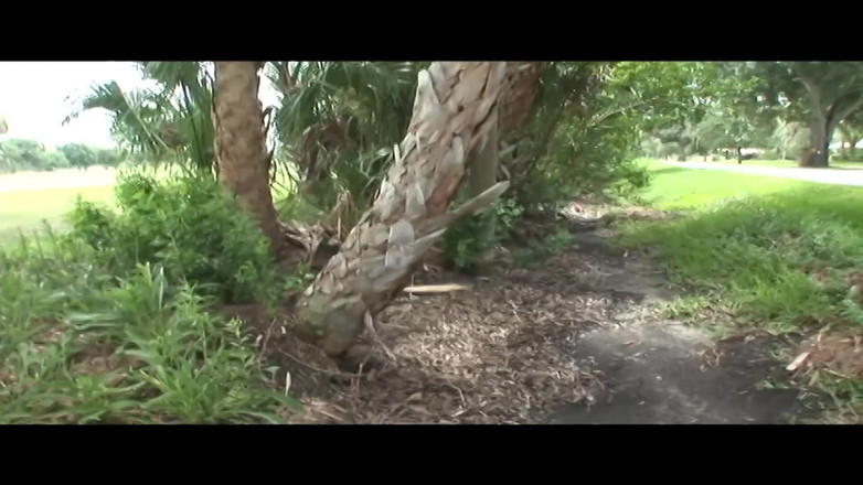 Dream Girls: Kebogelan awam yang lucu dan sangat berisiko