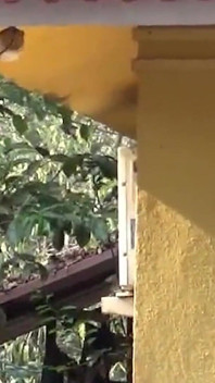 Lascio le urine nella piscina