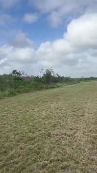 Outdoor Field Blowjob