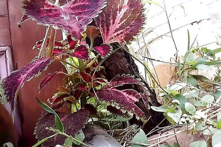 Gangbang straight: Giống như búp bê