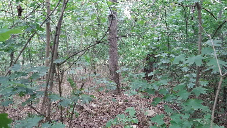 Lesbian-candys: Lesbian berisiko masturbasi di hutan