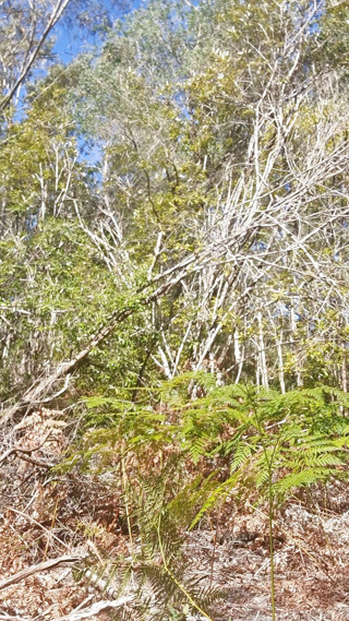 Madaussiehere: Bush Walking Wank v Speedos