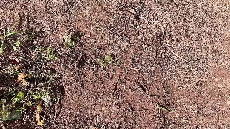 sweethanajapanese: कमसिन hana की छोटी बालों वाली चूत से बड़ी बारिश जमीन पर विशेष वीडियो यह है