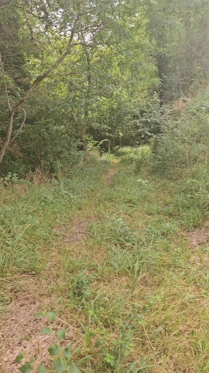 Sofy13: Pameran di dalam hutan tetapi menangkap saya