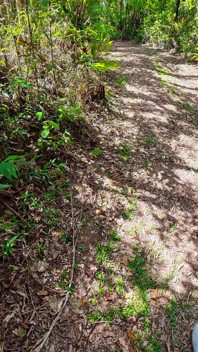 Sex with a Tourist on a Forest Trail