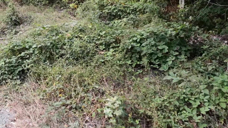 Bouncy Tits Action: Punishment Walk - Stuffing Her Bra and Panties in the Woods