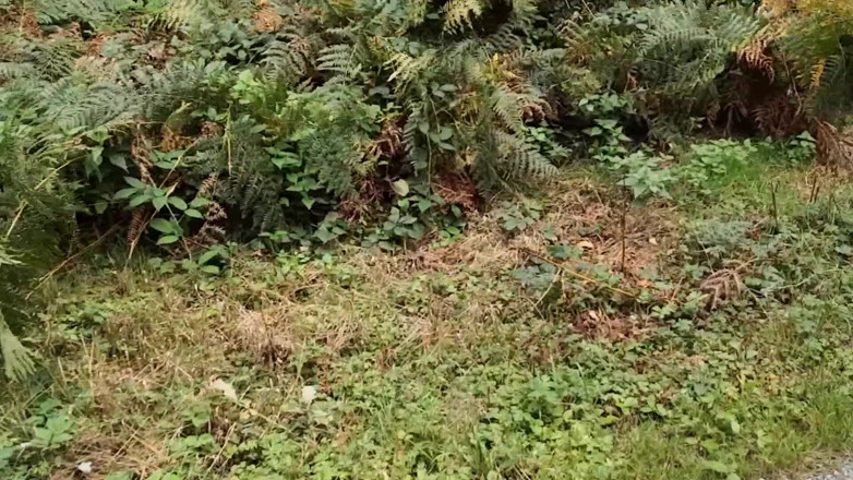 Bouncy Tits Action: Punishment Walk - Stuffing Her Bra and Panties in the Woods