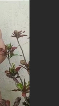 사람들이 거리에서 나를 볼 수있는 덤불에서 전화를하고. 그건 섹시하고, 정확하고, 미쳤고, 재미있었습니다.