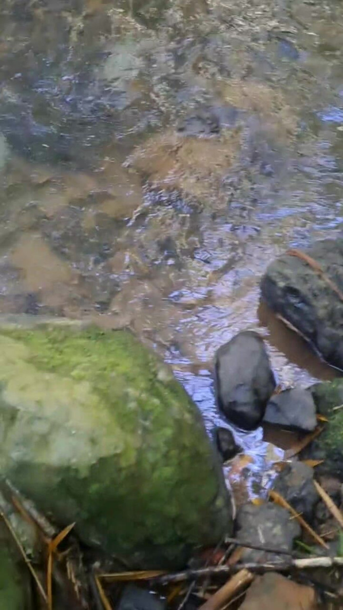 Valera Toro: Explozie fierbinte de spermă în pădure