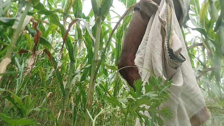 Salonibhabhi: Big Black Hawking in the Cornfield