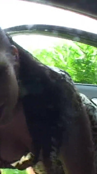 Sexy slut likes blowjob in car