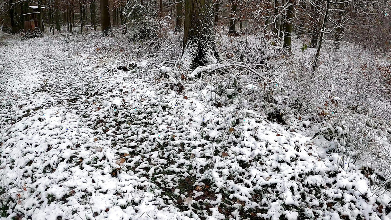 Bouncy Tits Action: Lonceng berdering untuk Saint Nicholas Day