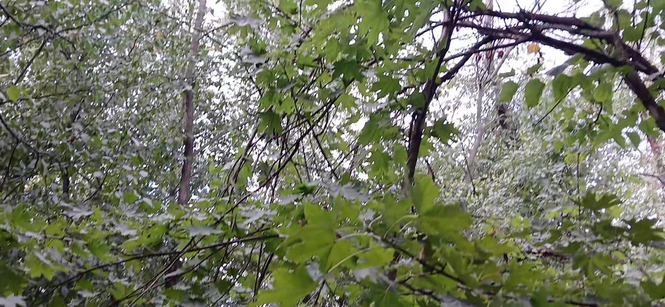 Lesbian-illusion: Masturbare riscantă feminină cu vedere la persoana 1 în plase publice