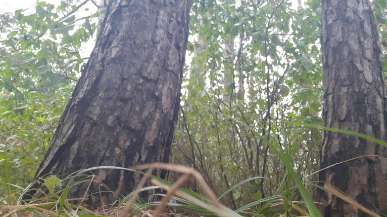 Lesbian-illusion: Kita Bersembunyi Di Bawah Pokok Dari Hujan Dan Kami Berkongkek...