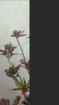 Fare la chiamata nei cespugli dove la gente poteva vedermi dalla strada. È stato caldo, esatto, pazzo e divertente