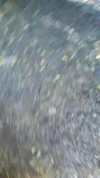 Walk in the park