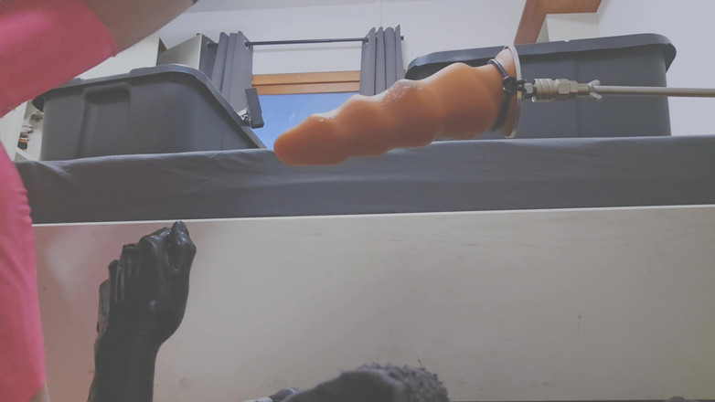 Chastitybeltboy: गुलाबी लेटेक्स स्टॉकिंग के साथ शुद्धता में आदमी मशीन और मुठ्ठी घुसाने का मजा ले रहा है