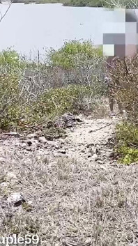 Wife Fucks a Random Fit Guy on Nudist Beach While Hubby Is Recording, Slut Wife Getting Fucked on Nudist Beach by Stranger