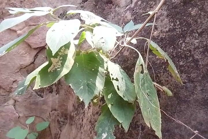 Gangbang straight: Mear homenaje en selva