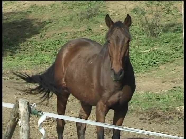 Big Cock X: Cavalieri Del Sesso_scene_03