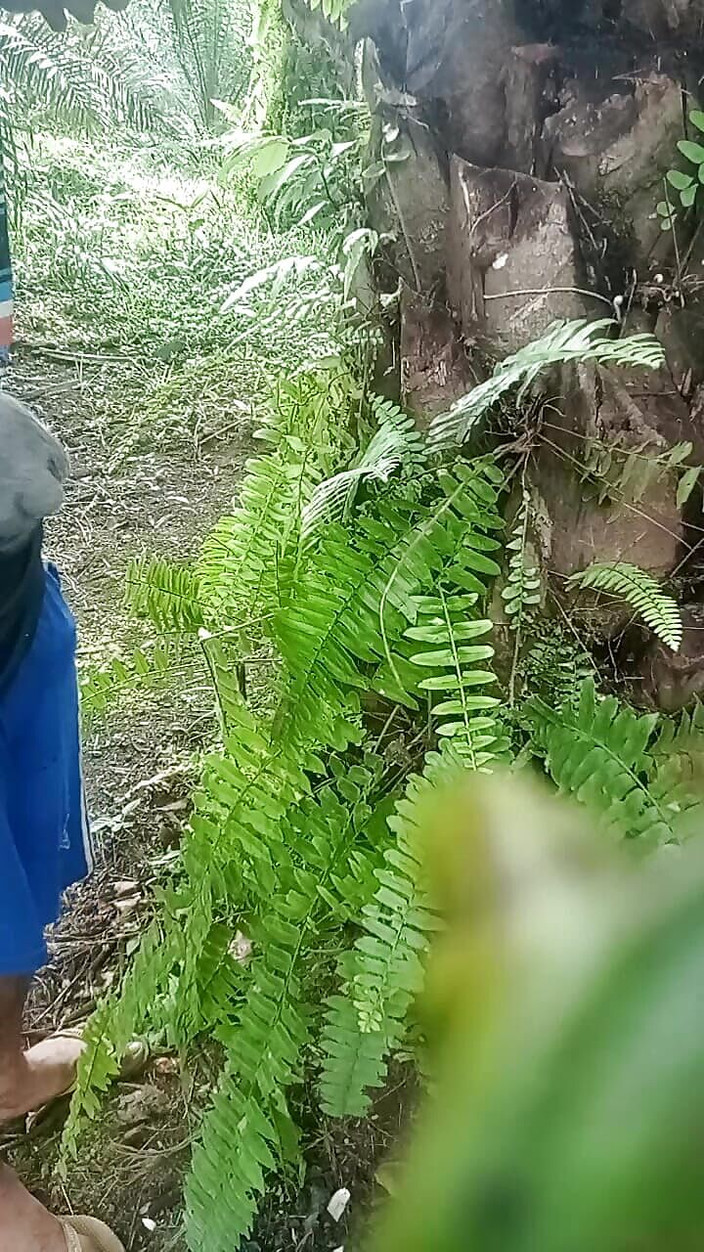 AdmHell: Palmier et gants