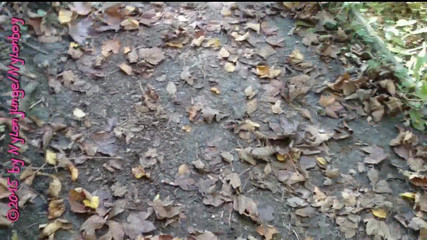 Carmen_Nylonjunge: Forest Walk - Bahagian 1 Kasut Sukan